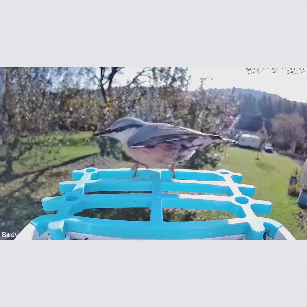 Video laden: Birdy - Beobachte Vögel Hautnah